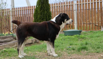 От чемпионских кровей до ринга: путь алабая к победе на выставке От чемпионских кровей до ринга: путь алабая к победе на выставке